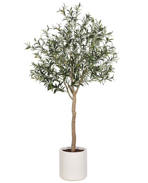 Olive Tree in White Planter