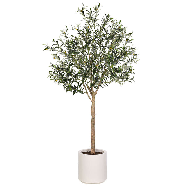 Olive Tree in White Planter