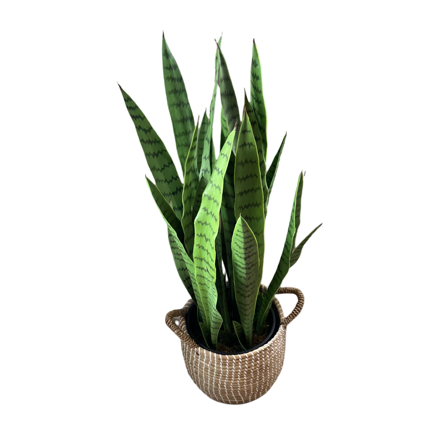 Snake Plant 2