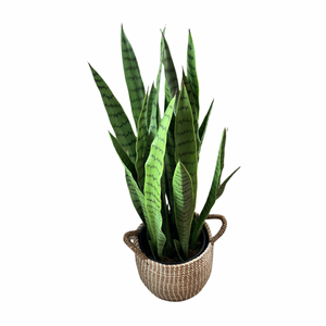 Snake Plant 2