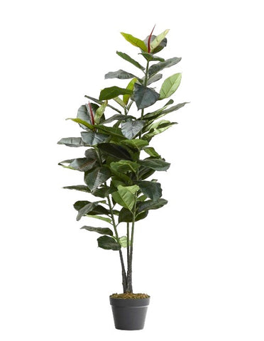 Small Ficus Elastica