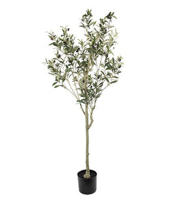 Small Black Olive Tree