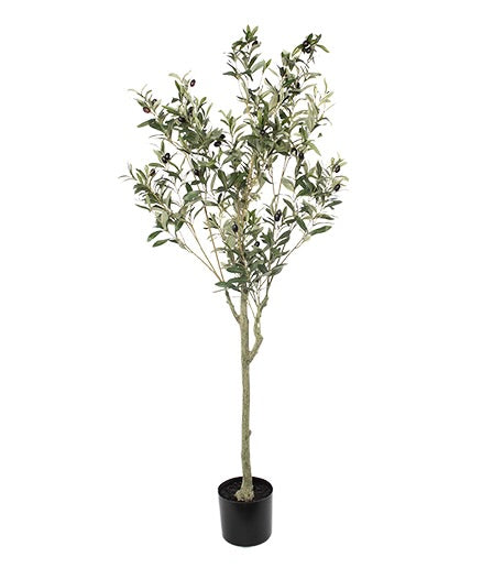 Small Black Olive Tree